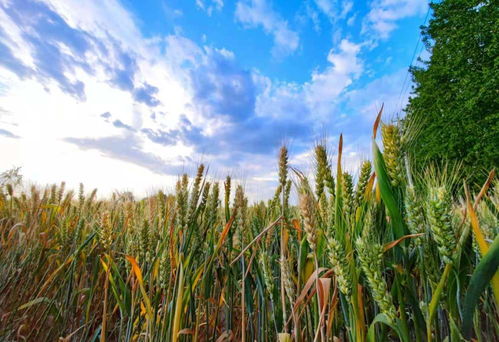 北京通州，麥黃迎芒種——豐收時(shí)節(jié)谷類作物迎來(lái)新一季