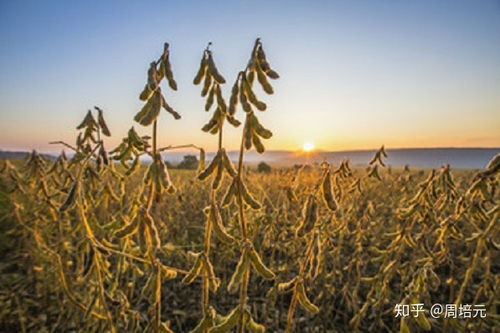 大豆的生長(zhǎng)階段與加工谷物產(chǎn)品概述