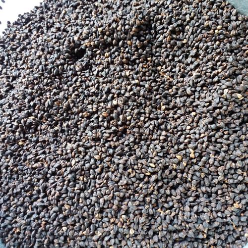 三高 不僅是中老年人的困擾，更是年輕人的隱形警鐘