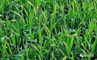 農(nóng)歷五月十八 早稻抽穗 谷類作物