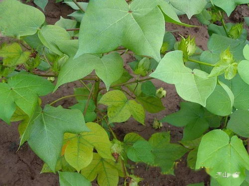 氮磷鉀，你真的用對了嗎？——谷物產品加工的隱形守護者