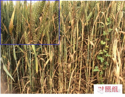 奧拜瑞防蚜效果在加工谷物產品中的展示與應用