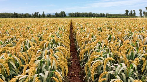 解碼谷子高產奧秘 科學家揭示籽粒大小調控基因，助力糧食安全與谷物產品升級