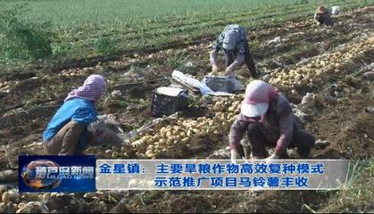金星鎮:主要旱糧作物高效復種模式示范推廣項目馬鈴薯豐收