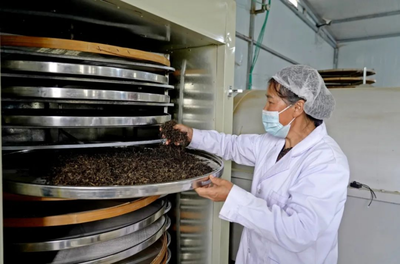 水東:夏茶采收忙