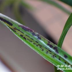 傳世精品蝶草三星蝶 4壯苗帶漂亮葉戀花