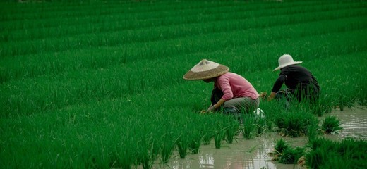 【聚焦鄉(xiāng)村振興】來鳳:千畝水稻制種基地播下“致富種”