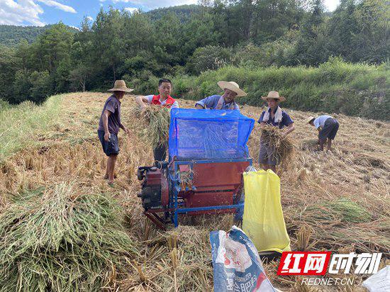 永定區:金秋時節稻谷沉,黨員助農“奪”豐年