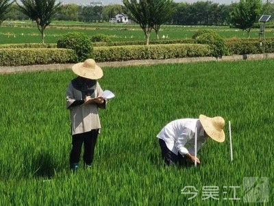 “稻田守護者”為糧食安全生產和豐產豐收保駕護航