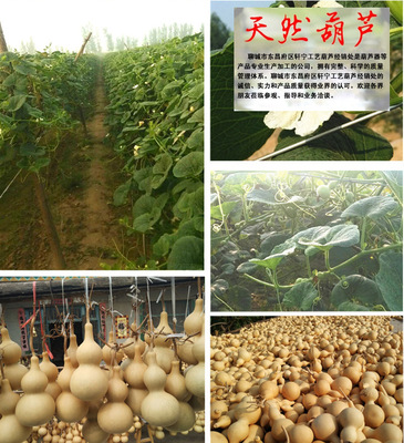 熱銷 天然文玩小葫蘆掛件精美禮品掛件 草帽娃掛掛件 地攤熱賣