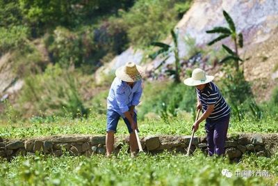 冊亨縣弼佑鎮各兩村:南板藍根產業帶動群眾家門口就業