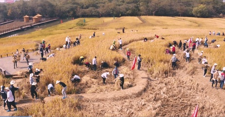 割水稻、打谷子、挖紅薯,在生產實踐中體驗“勞動最光榮”-- 武漢大學300余名師生變身“農夫”忙秋收