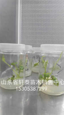 脫毒豐香草莓苗 豐香草莓苗根系發(fā)達(dá)